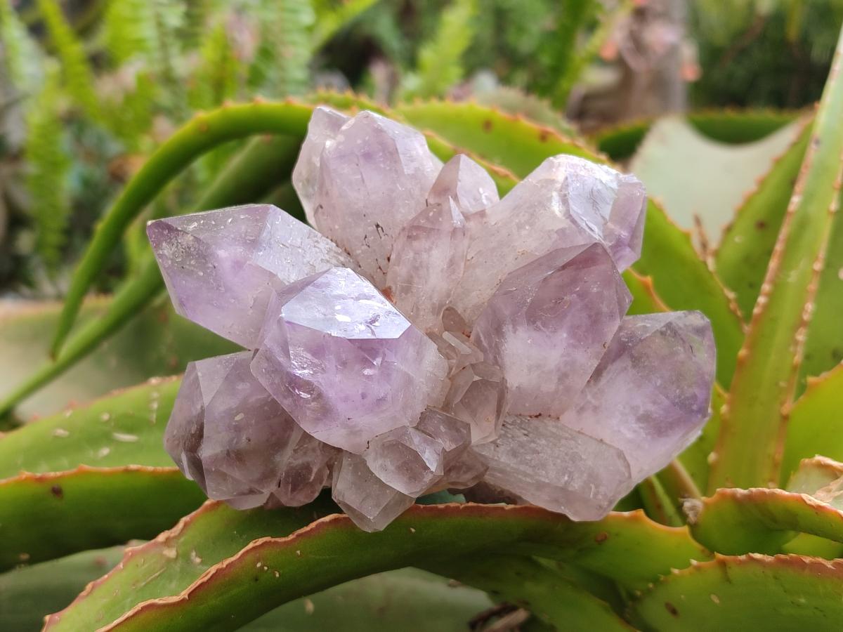 Natural Jacaranda Amethyst Clusters x 6 From Mumbwa, Zambia