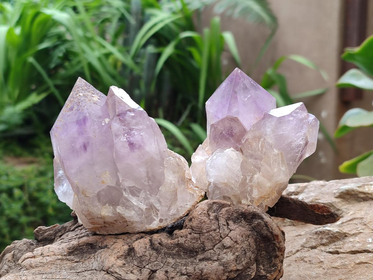Natural Jacaranda Amethyst Clusters x 6 From Mumbwa, Zambia
