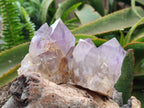 Natural Jacaranda Amethyst Clusters x 6 From Mumbwa, Zambia