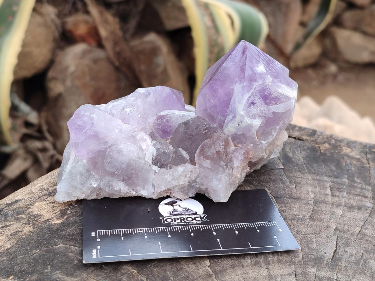 Natural Jacaranda Amethyst Clusters x 6 From Mumbwa, Zambia