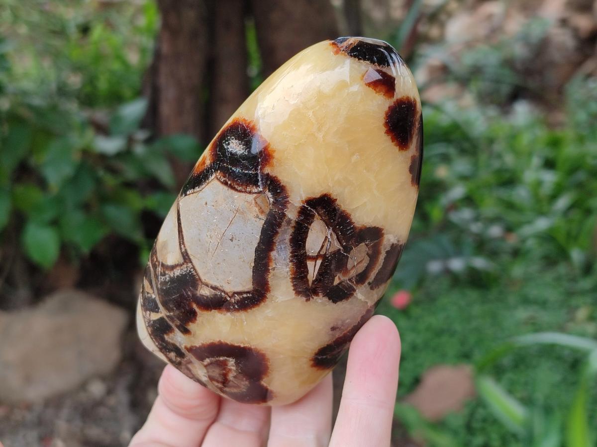 Polished Septerye Standing Free Forms x 4 From Mahajanga, Madagascar