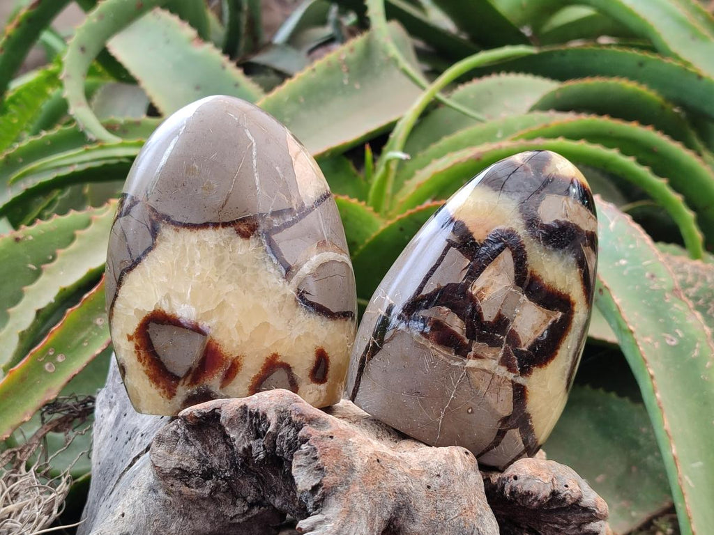 Polished Septerye Standing Free Forms x 4 From Mahajanga, Madagascar