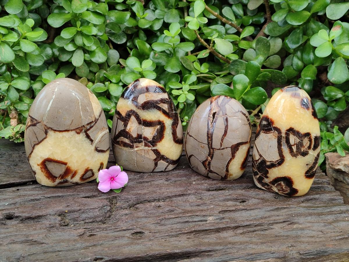 Polished Septerye Standing Free Forms x 4 From Mahajanga, Madagascar