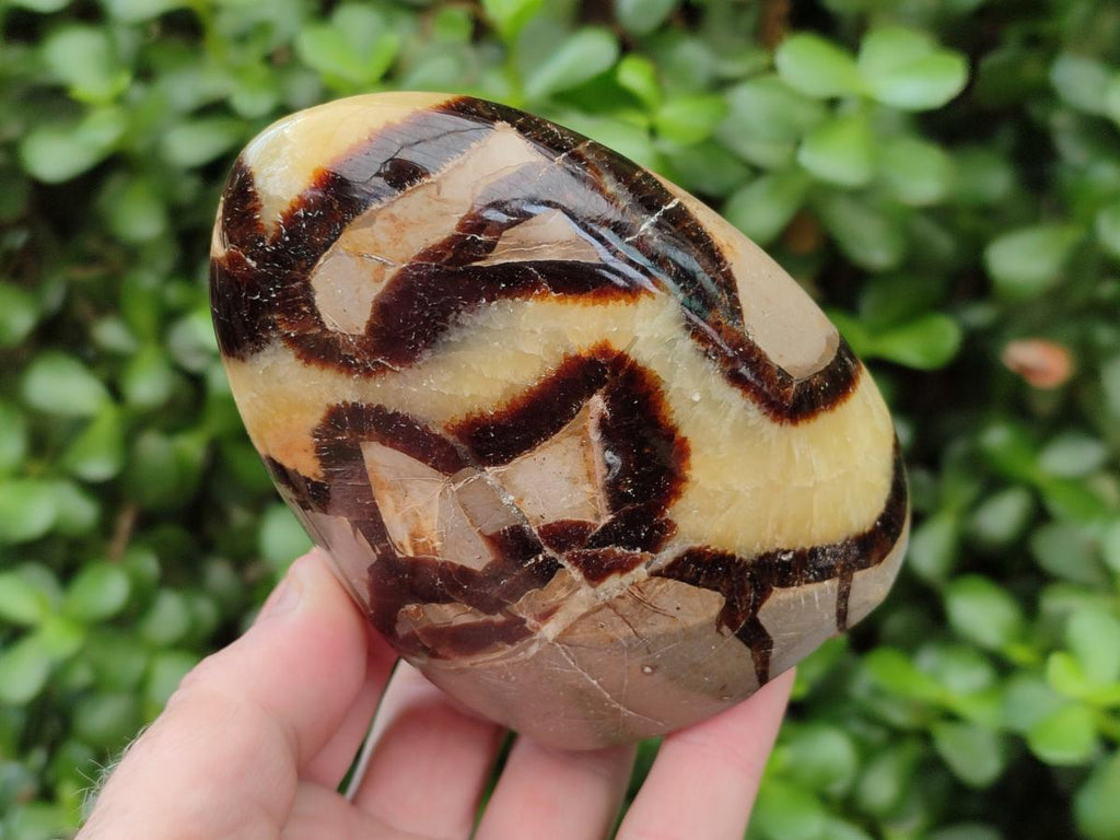 Polished Septerye Standing Free Forms x 4 From Mahajanga, Madagascar