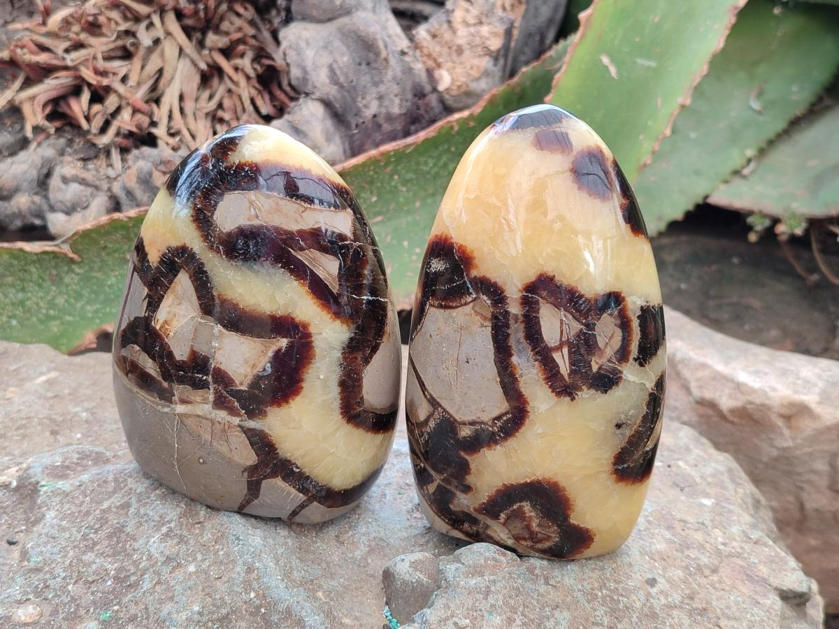 Polished Septerye Standing Free Forms x 4 From Mahajanga, Madagascar