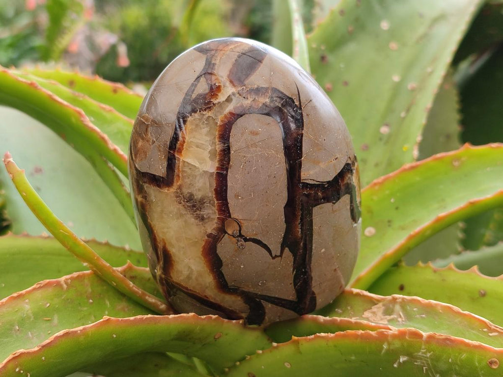 Polished Septerye Standing Free Forms x 4 From Mahajanga, Madagascar