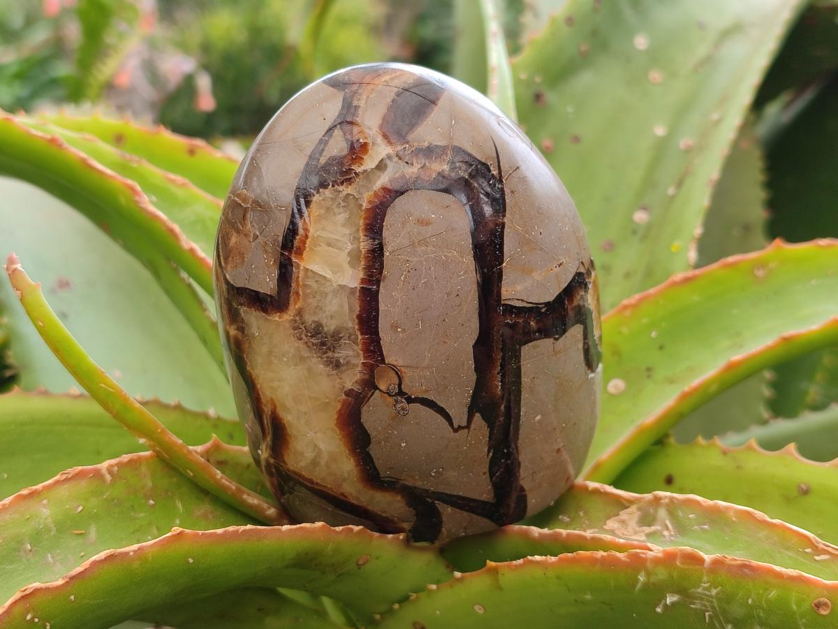 Polished Septerye Standing Free Forms x 4 From Mahajanga, Madagascar