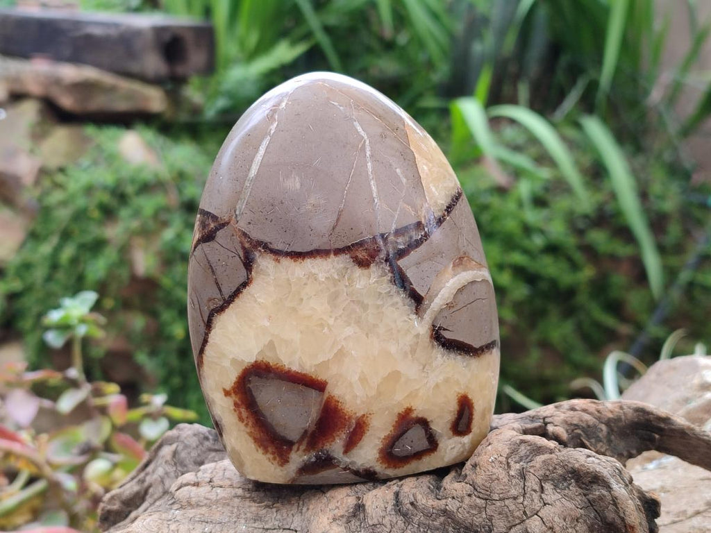 Polished Septerye Standing Free Forms x 4 From Mahajanga, Madagascar