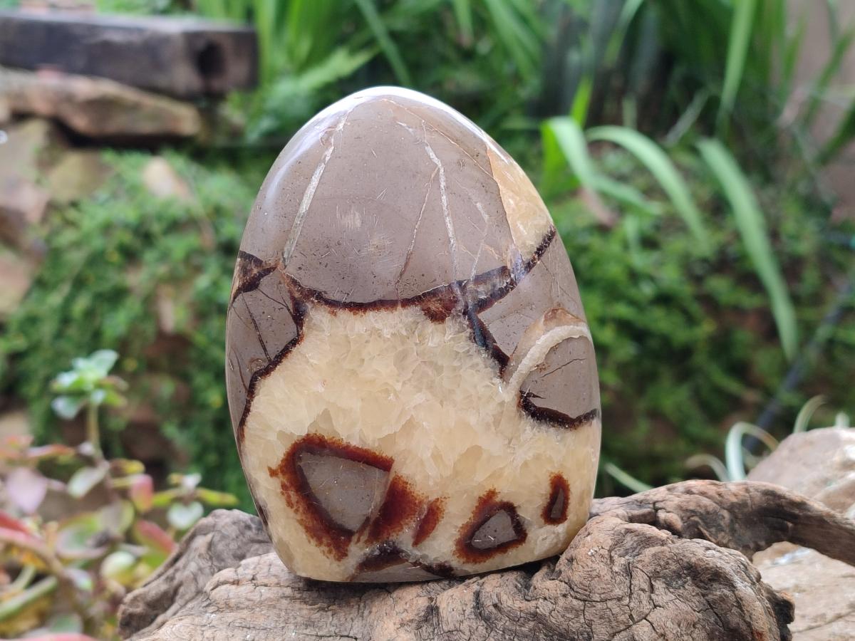 Polished Septerye Standing Free Forms x 4 From Mahajanga, Madagascar