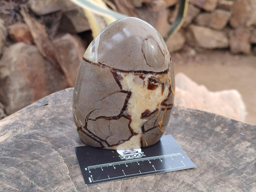 Polished Septerye Standing Free Forms x 4 From Mahajanga, Madagascar