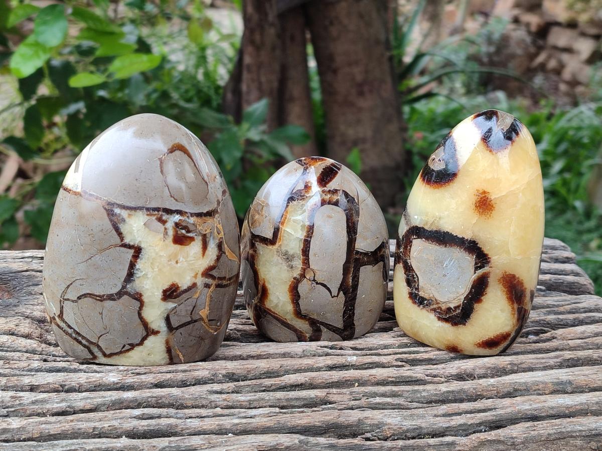 Polished Septerye Standing Free Forms x 4 From Mahajanga, Madagascar