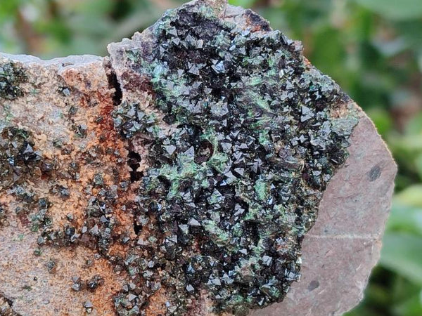 Natural Libethenite Crystals On Dolomite Matrix Specimens x 6 From Shituru, Congo