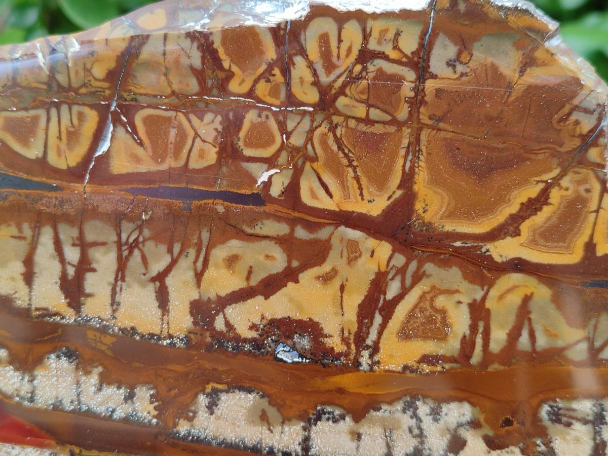 Polished On One Side Nguni Jasper Slices x 2 From Northern Cape, South Africa