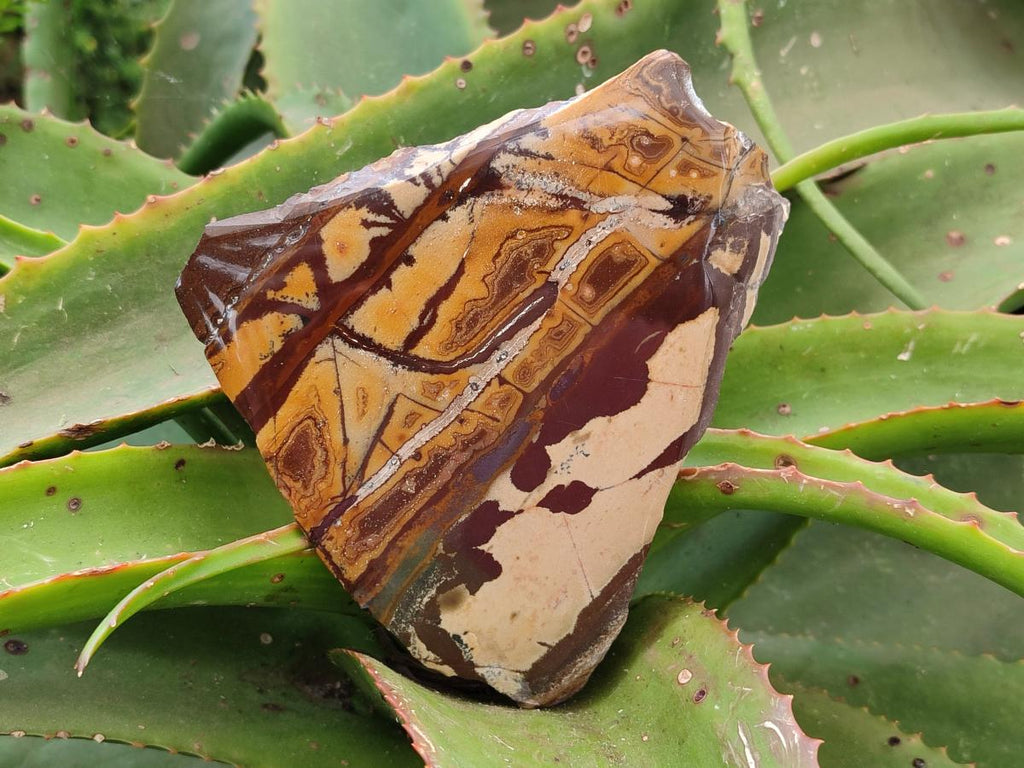 Polished On One Side Nguni Jasper Slices x 2 From Northern Cape, South Africa