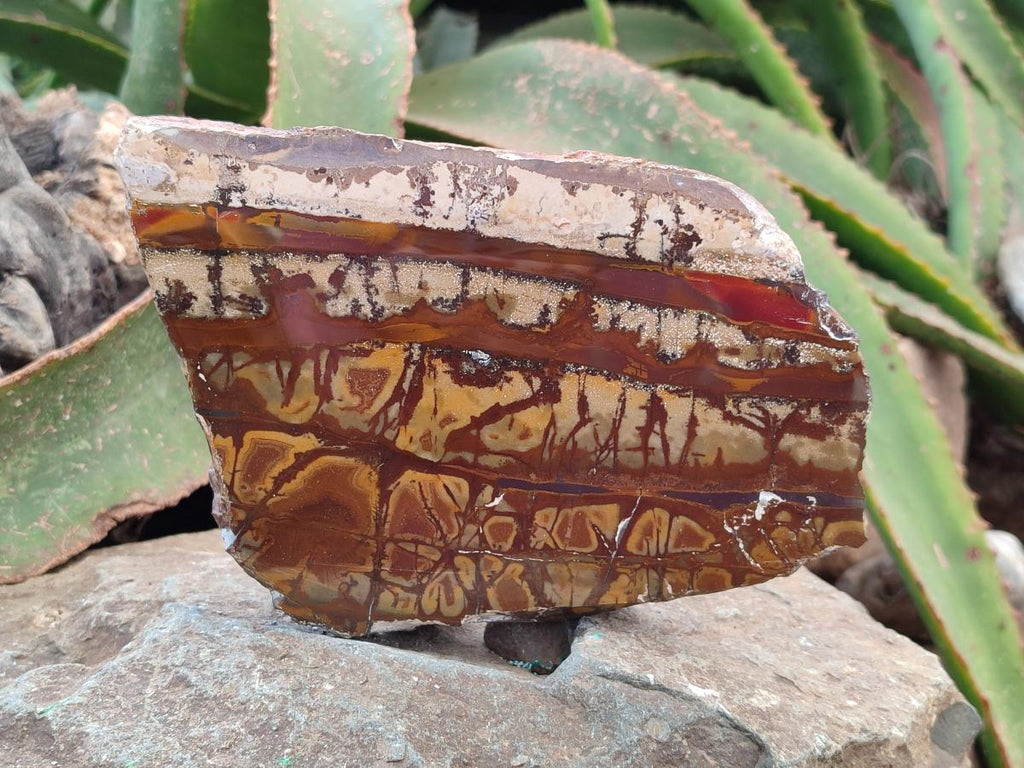 Polished On One Side Nguni Jasper Slices x 2 From Northern Cape, South Africa