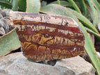 Polished On One Side Nguni Jasper Slices x 2 From Northern Cape, South Africa