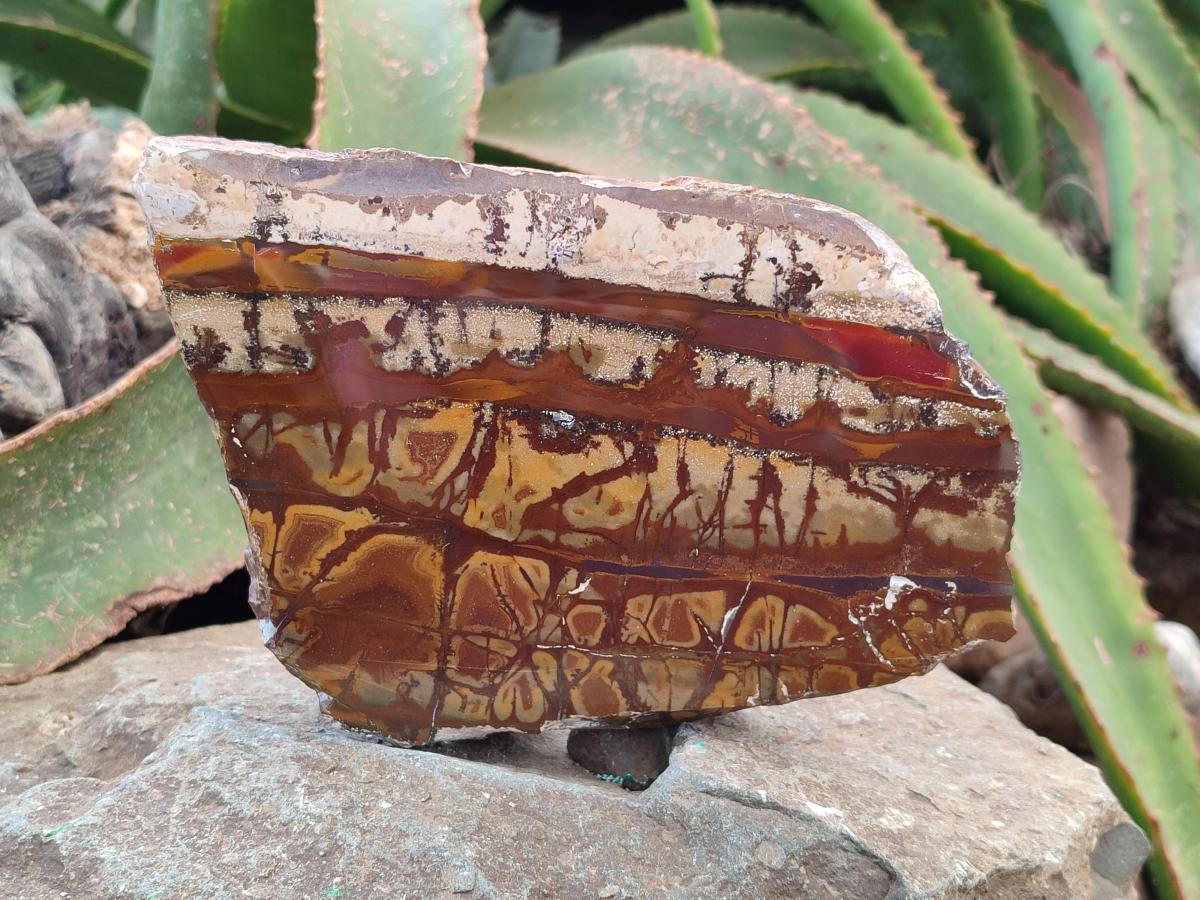 Polished On One Side Nguni Jasper Slices x 2 From Northern Cape, South Africa