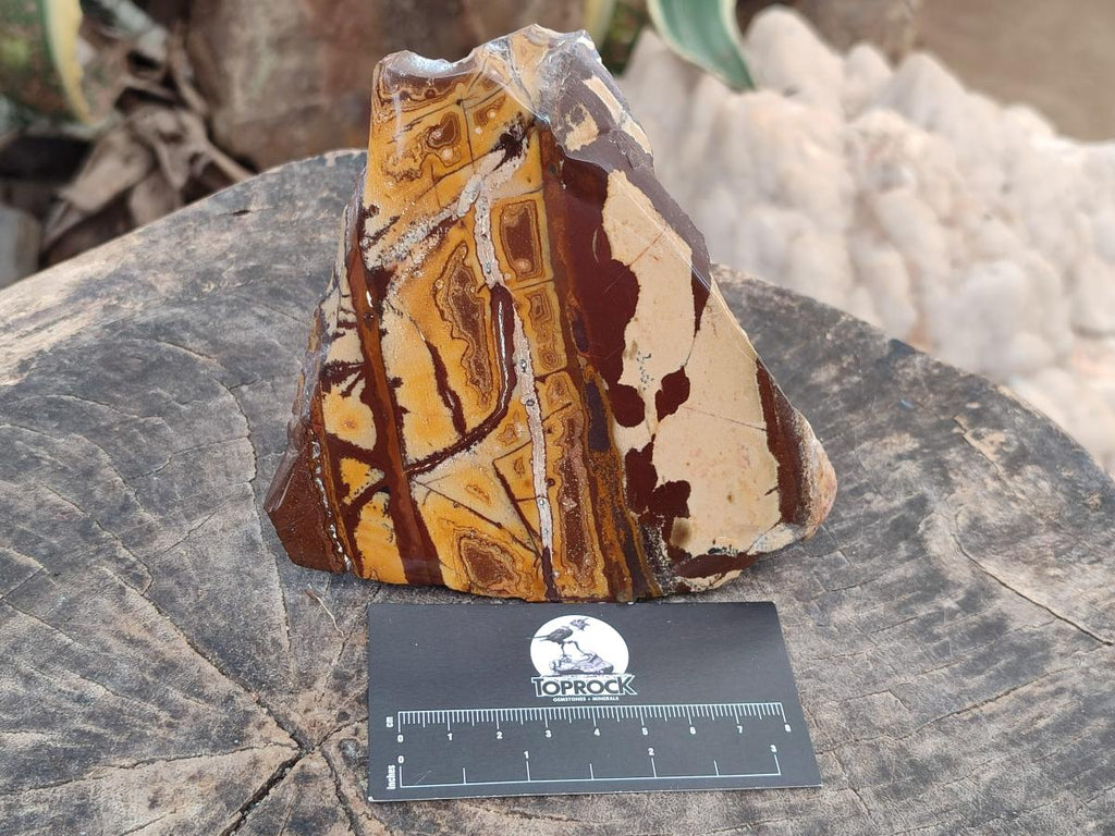 Polished On One Side Nguni Jasper Slices x 2 From Northern Cape, South Africa
