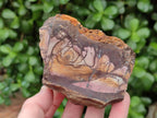 Natural Nguni Jasper Cobbed Specimens x 12 From Northern Cape, South Africa