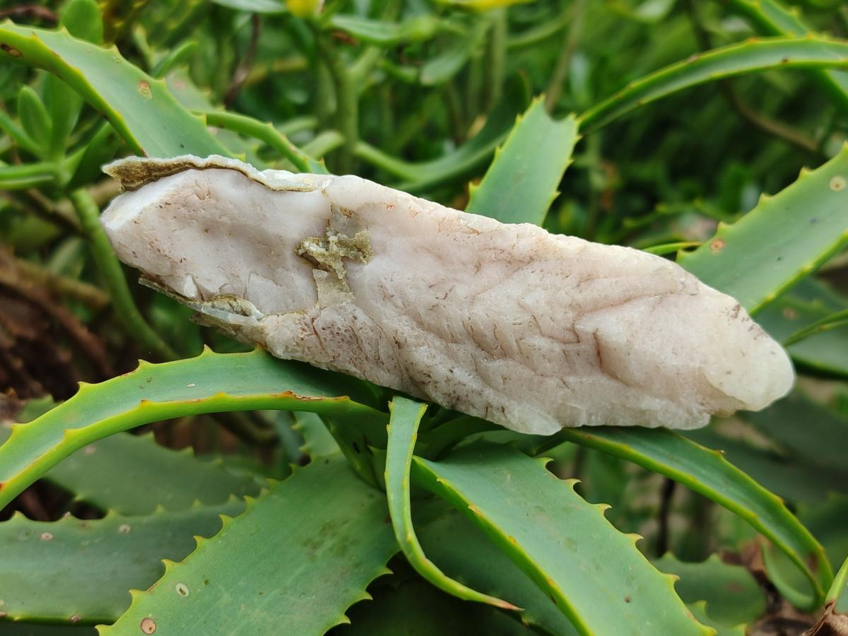 Natural Drusy Quartz Coated Spearhead Calcite Specimens x 12 From Albert's Mountain, Lesotho