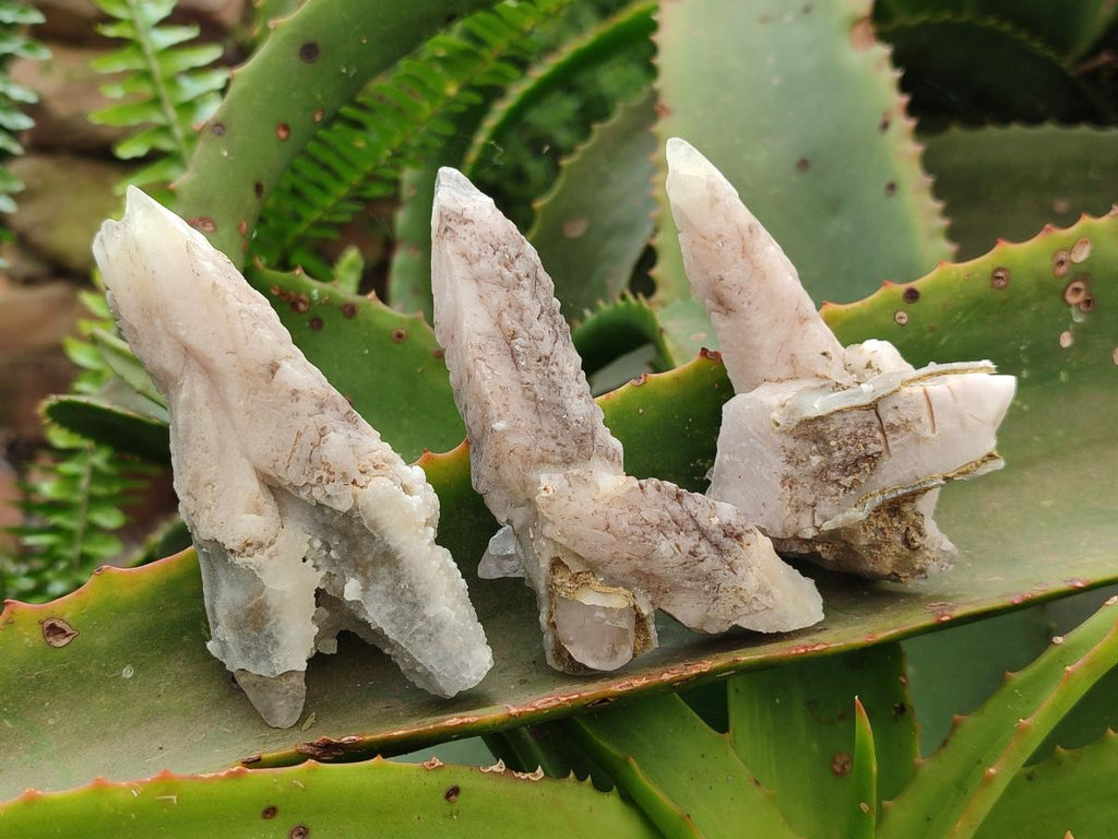 Natural Drusy Quartz Coated Spearhead Calcite Specimens x 12 From Albert's Mountain, Lesotho