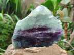 Polished On One Side Watermelon Fluorite Slices x 4 From Uis, Namibia