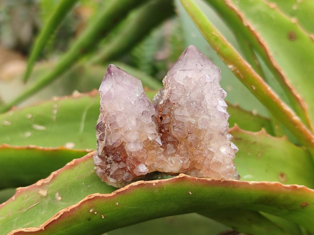 Natural Smokey Amethyst Spirit Crystals x 35 From Boekenhouthoek, South Africa