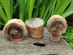 Polished On One Side Petrified Wood Branches x 3 From Gokwe, Zimbabwe