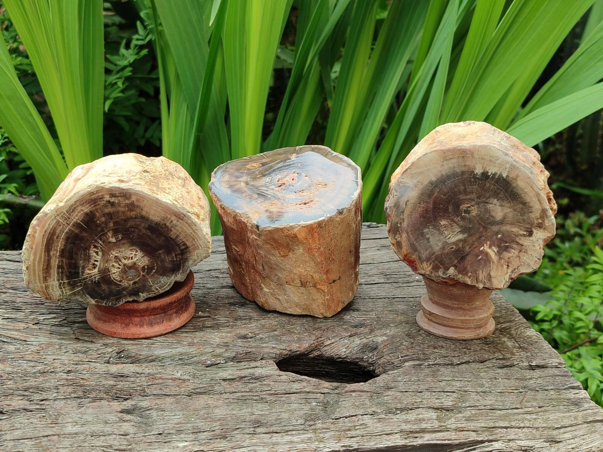 Polished On One Side Petrified Wood Branches x 3 From Gokwe, Zimbabwe