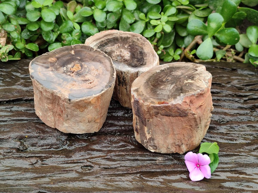 Polished On One Side Petrified Wood Branches x 3 From Gokwe, Zimbabwe