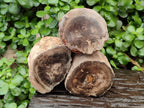 Polished On One Side Petrified Wood Branches x 3 From Gokwe, Zimbabwe