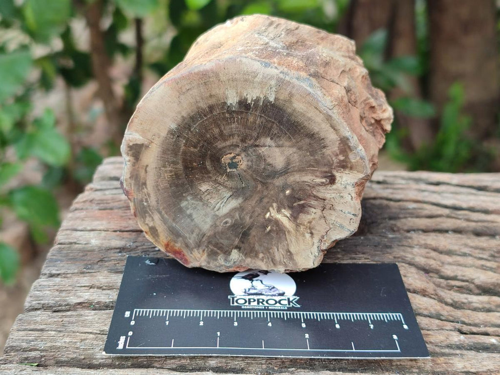 Polished On One Side Petrified Wood Branches x 3 From Gokwe, Zimbabwe
