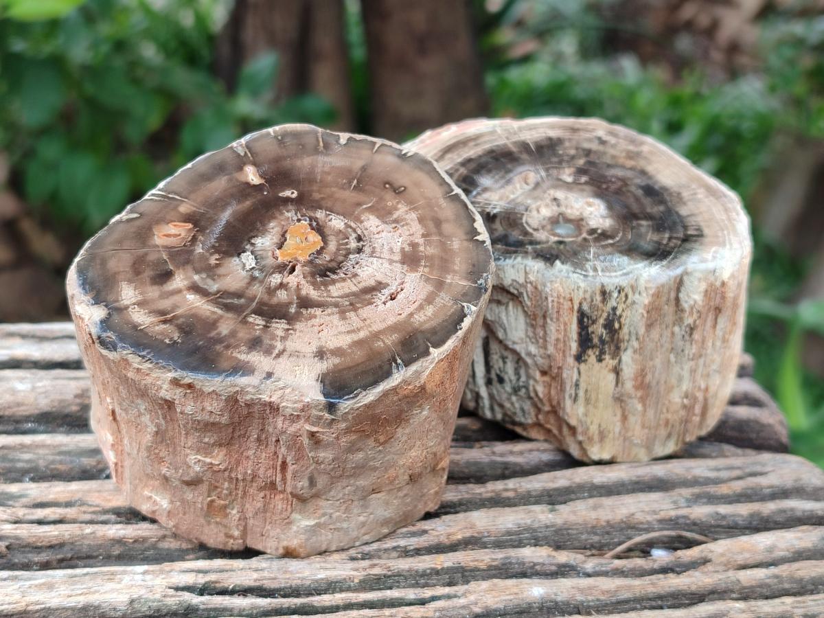 Polished On One Side Petrified Wood Branches x 3 From Gokwe, Zimbabwe