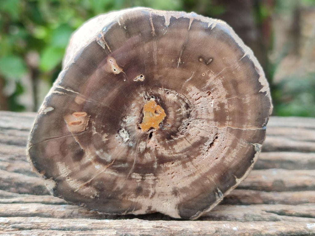 Polished On One Side Petrified Wood Branches x 3 From Gokwe, Zimbabwe