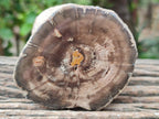 Polished On One Side Petrified Wood Branches x 3 From Gokwe, Zimbabwe