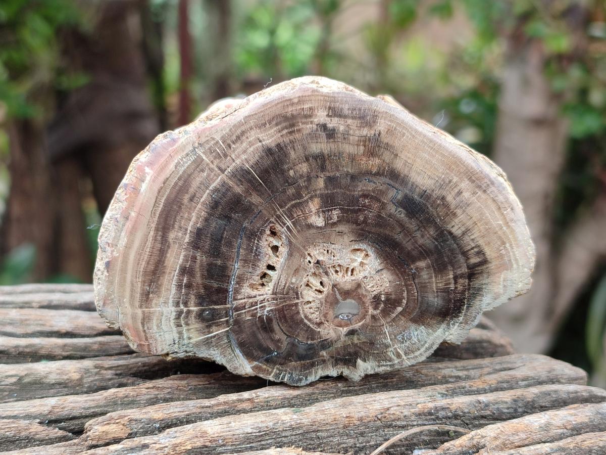 Polished On One Side Petrified Wood Branches x 3 From Gokwe, Zimbabwe