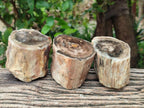 Polished On One Side Petrified Wood Branches x 3 From Gokwe, Zimbabwe