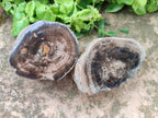 Polished On One Side Petrified Wood Branches x 3 From Gokwe, Zimbabwe