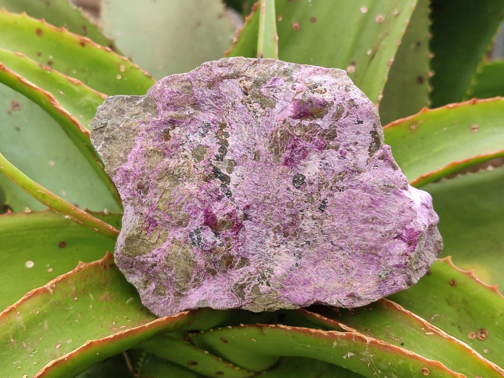 Natural Stichtite Cobbed Specimens x 4 From Barberton, South Africa