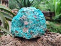 Natural Shattuckite and Chrysocolla Specimens x 5 From Koakoveld, Namibia