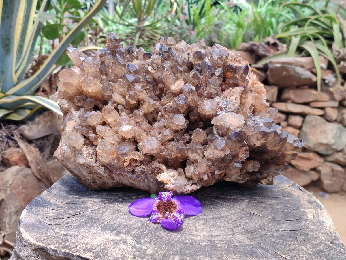 Natural XXL Cascading Smokey Citrine Quartz Cluster x 1 From Luena, Congo