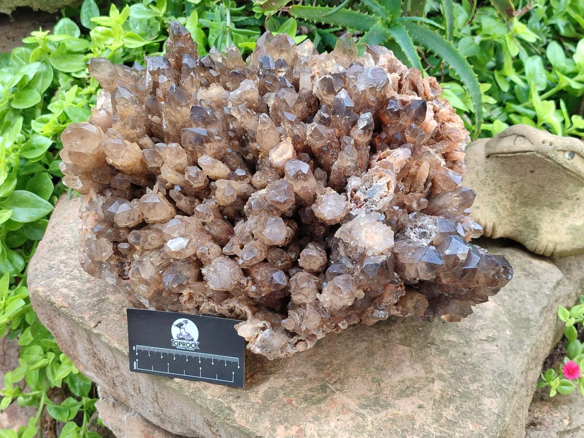 Natural XXL Cascading Smokey Citrine Quartz Cluster x 1 From Luena, Congo