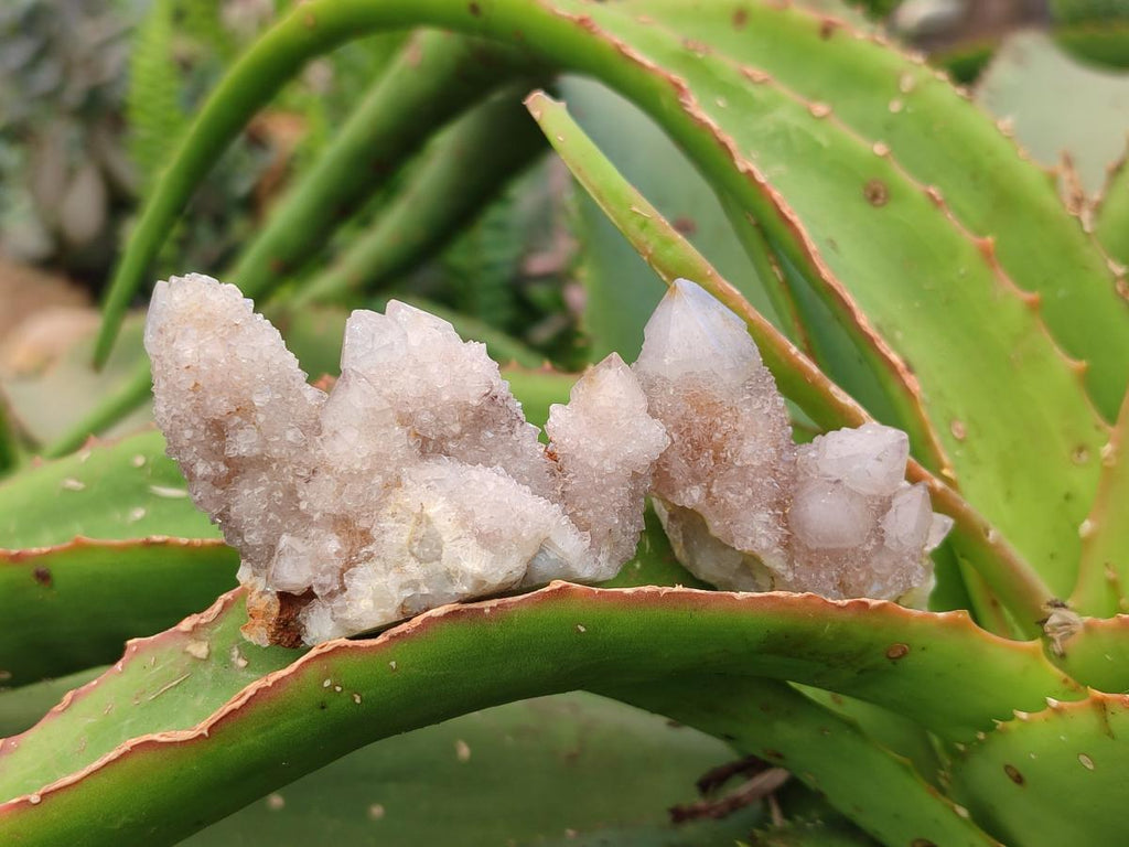 Natural Fairy Golden Limonite Spirit Quartz Crystals x 35 From Boekenhouthoek, South Africa