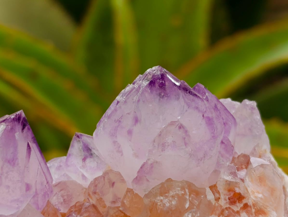 Natural Sunburst Amethyst Spirit Clusters x 6 From Boekenhouthoek, South Africa