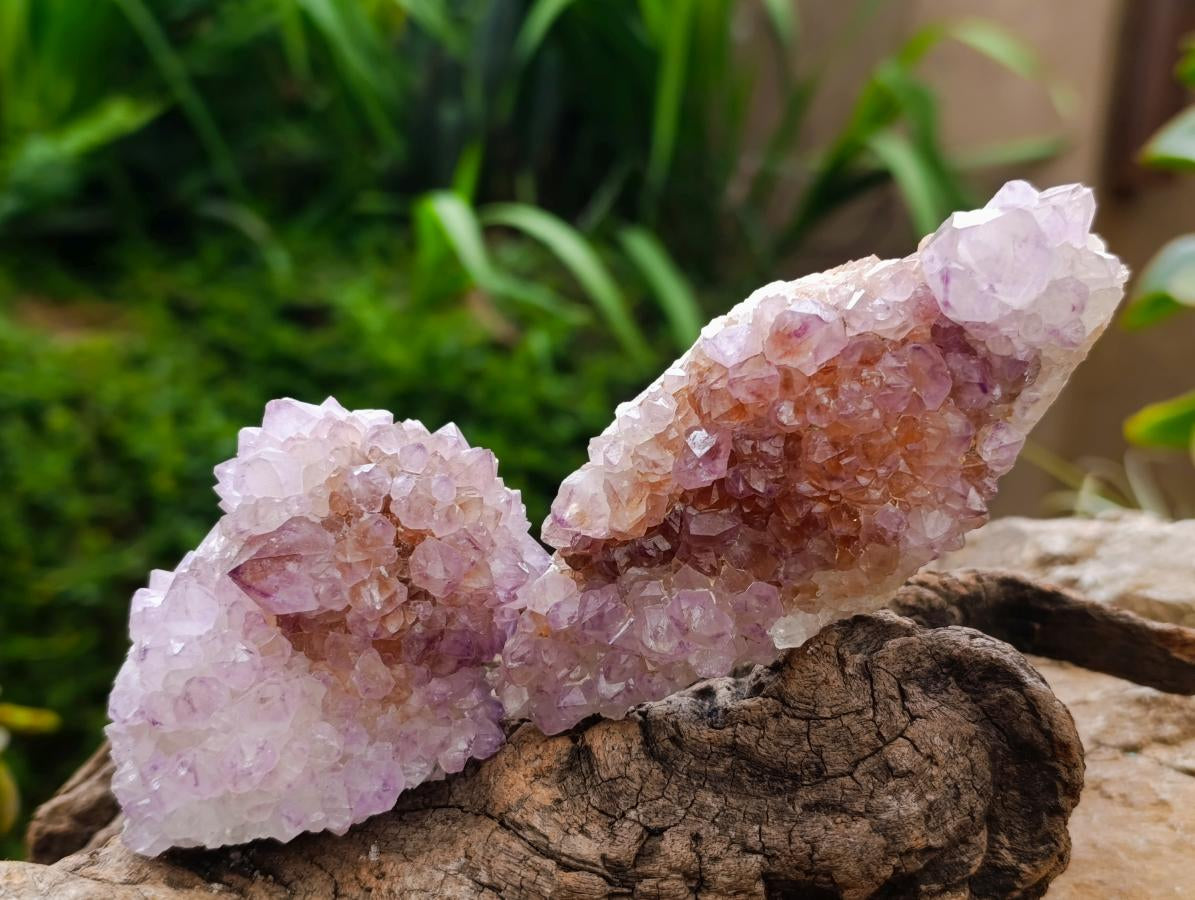 Natural Sunburst Amethyst Spirit Clusters x 6 From Boekenhouthoek, South Africa