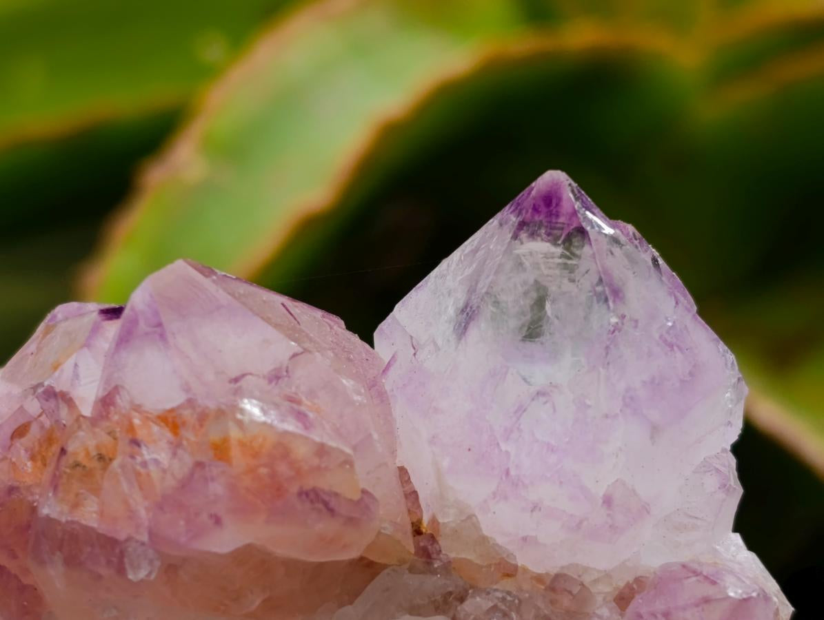 Natural Sunburst Amethyst Spirit Clusters x 6 From Boekenhouthoek, South Africa