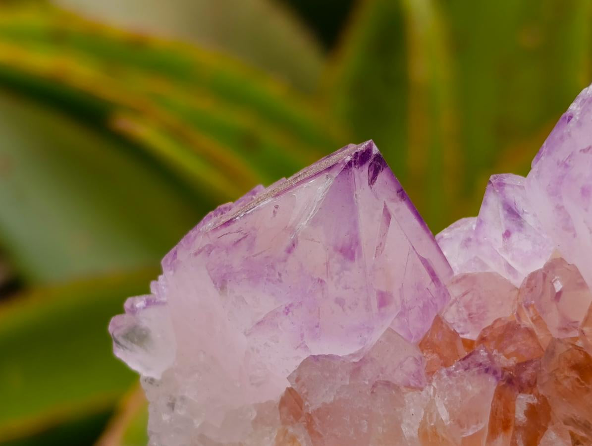 Natural Sunburst Amethyst Spirit Clusters x 6 From Boekenhouthoek, South Africa
