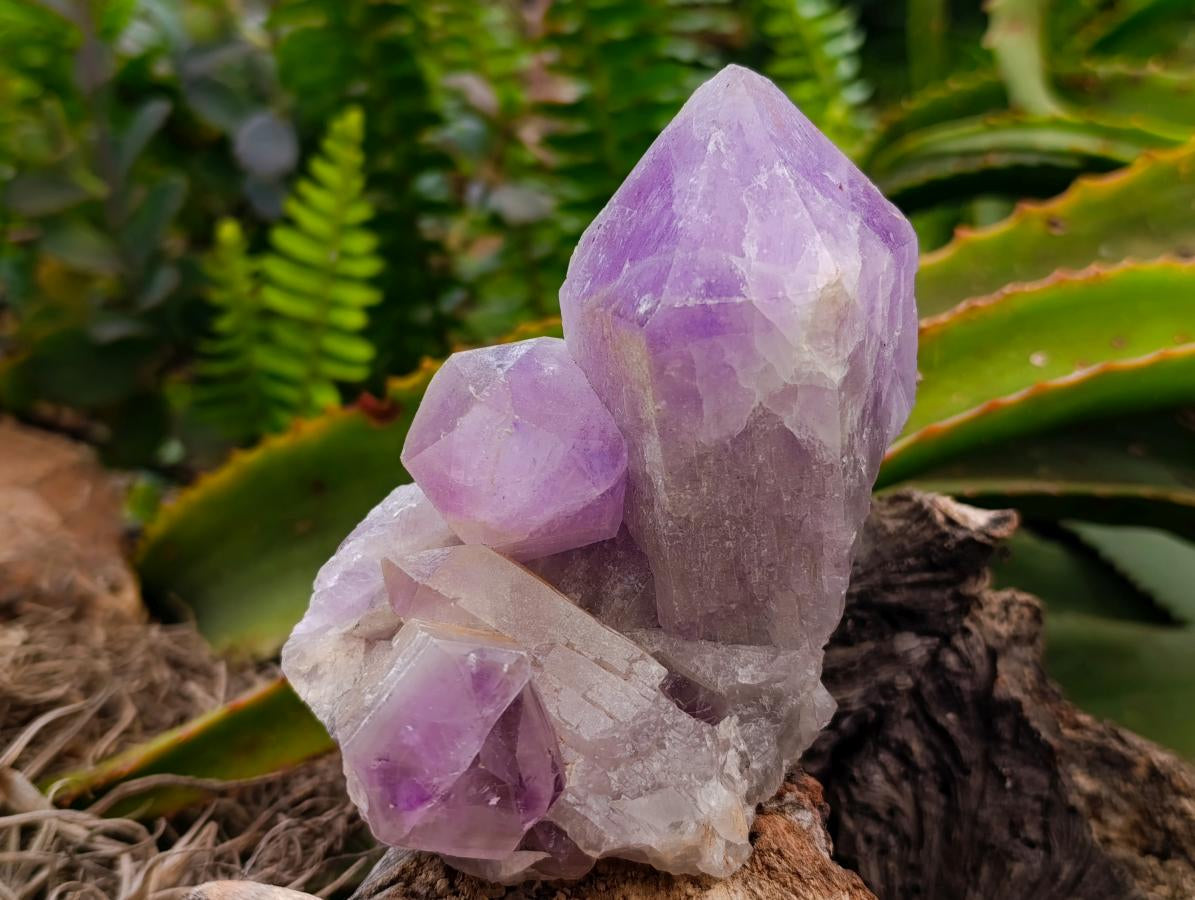Natural Jacaranda Amethyst Crystal Clusters x 4 From Mumbwa, Zambia