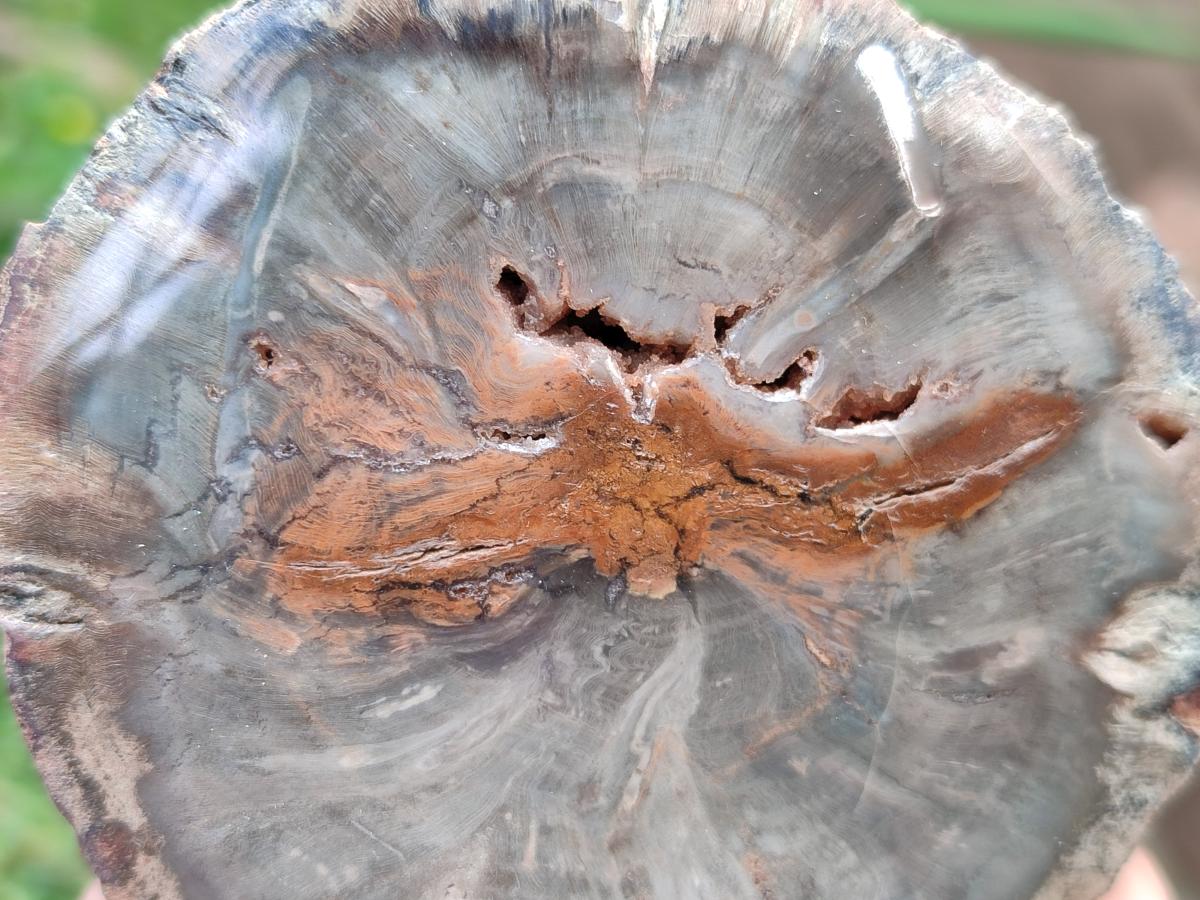 Polished On One Side Petrified Wood Branches x 3 From Gokwe, Zimbabwe