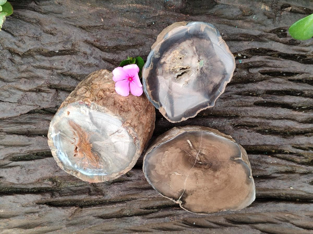 Polished On One Side Petrified Wood Branches x 3 From Gokwe, Zimbabwe